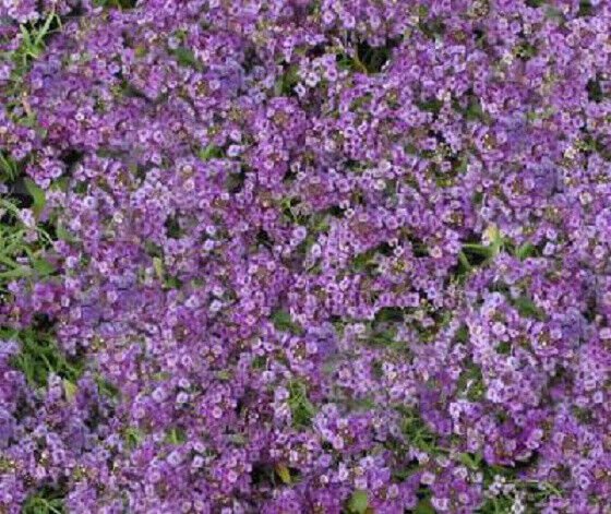 100 Seeds Alyssum Seeds Cheers Lavender GROUND COVER (Seeds)