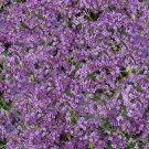 100 Seeds Alyssum Seeds Cheers Lavender GROUND COVER (Seeds)