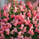 15 Seeds Snapdragon Seeds Candy Showers Pink Multi Pelleted Seeds Trailing (Seeds)