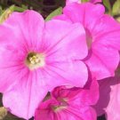 25 Seeds Easy Wave Pink wave pelleted petunia (Seeds)