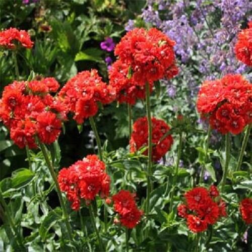 500 Seeds Lychnis Seeds Chalcedonica Jerusalem Cross (Seeds)