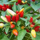 250 Seeds Pepper Seeds Cascabella Chili Pepper Pickling Pepper Bulk Pepper (Seeds)