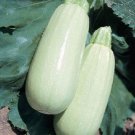 50 Seeds Squash Seeds Summer Squash Italian Bianco (Seeds)