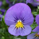 15 Seeds Pansy Seeds Cool Wave Blue Skies Trailing Pansy (HANGING PANSY) (Seeds)