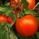 25 Seeds Tomato Luguna Red Tomato Seeds Hybrid Tomato (Seeds) 25 Seeds Tomato Luguna Red Tomato Seeds Hybrid Tomato (Seeds)
