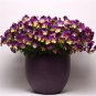 15 Seeds Pansy Seeds Cool Wave Raspberry Swirl Trailing Pansy (HANGING PANSY) (Seeds)