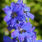 50 Seeds Delphinium Seeds Pacific Giant Blue Jay Flower Seeds (Perennial) (Seeds)