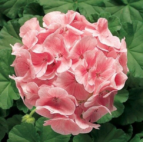 15 Seeds Geranium Zonal Ringo Light Salmon Geranium (Seeds)