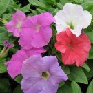 50 Seeds Pelleted Petunia Seeds Stormy Weather Mix Storm Series Flower (Seeds)