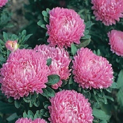 100 Seeds Aster Seeds Callistephus Dwarf Milady Rose FLOWER (Seeds)
