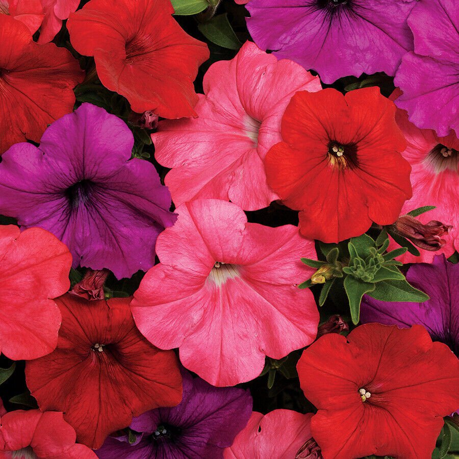 25 Seeds Petunia Seeds Pelleted Seeds Easy Wave South Beach (Seeds)
