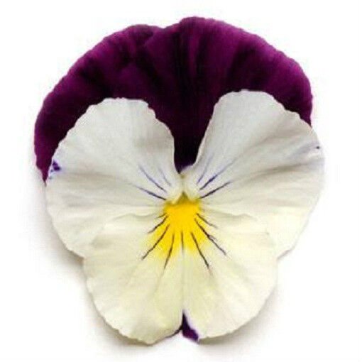 15 Seeds Pansy Seeds Cool Wave Violet Wing Trailing Pansy (HANGING PANSY) (Seeds)