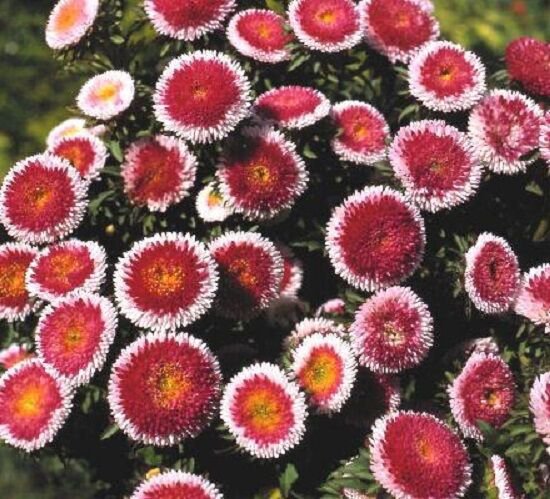 100 Seeds Aster Seeds Red & White Premium Aster Tall Variety (Seeds)