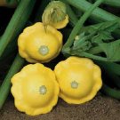 25 Seeds Squash Seeds Yellow Summer Sunburst (Seeds)