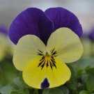 50 Seeds Viola Seeds Viola Quicktime Lemon Jump Up (Seeds)