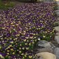 50 Seeds Viola Seeds Viola Quicktime Lemon Jump Up (Seeds)