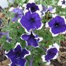 50 Seeds Petunia Seeds Pelleted Seeds Frost Blue Petunia (Seeds)