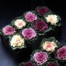 50 Seeds Flowering Kale Seeds Flowering Kale Songbird Mix (Seeds)