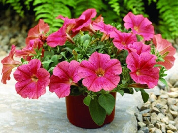 25 Seeds Ramblin Salmon Capri Trailing Petunia Pelleted (Seeds)