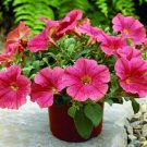25 Seeds Ramblin Salmon Capri Trailing Petunia Pelleted (Seeds)