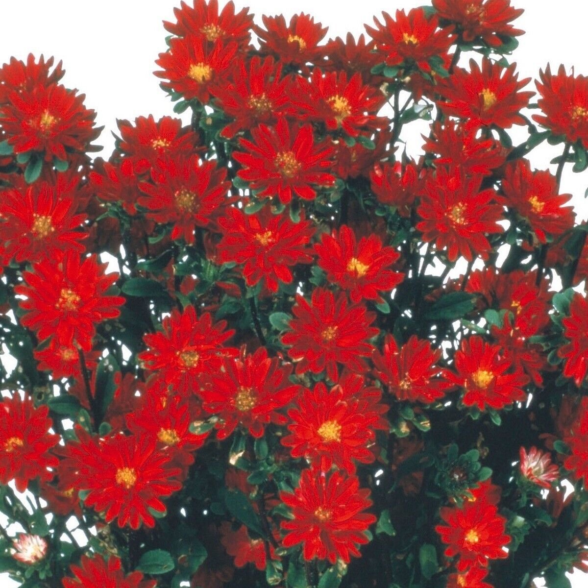 50 Seeds Aster Seeds Aster Serenade Red Cut Flower (Seeds)
