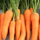 250 Seeds Carrot Seeds Nantindo Vegetable (Seeds)