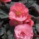 15 Seeds Nonstop Begonia Seeds Pink Pelleted (Seeds)