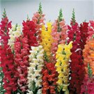50 Seeds Snapdragon Seeds Liberty Classic Mix FLOWER (Seeds)