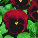 50 Seeds Pansy Seeds Snow Pansy Scarlet Blotch FLOWER (Seeds)