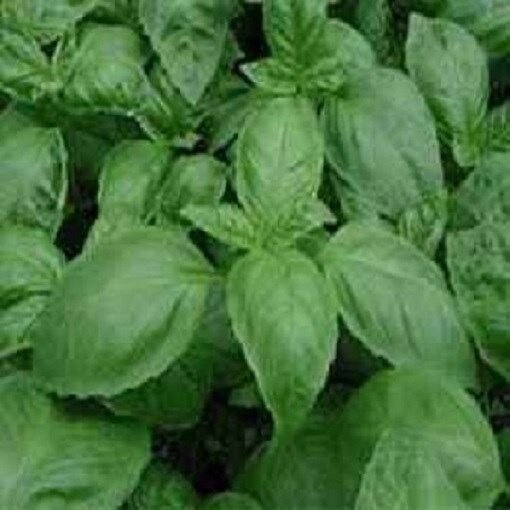 5,000 Seeds Basil Seeds Italian Large Leaf Basil (Seeds)