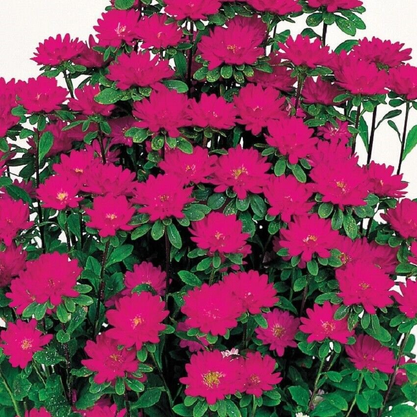 50 Seeds Aster Seeds Aster Serenade Deep Rose Cut Flower (Seeds)