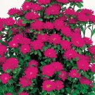 50 Seeds Aster Seeds Aster Serenade Deep Rose Cut Flower (Seeds)