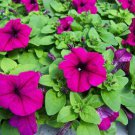 50 Seeds Pelleted Limbo Violet Petunia (Seeds)