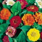 500 Seeds Zinnia Dahlia Flowerd Mix Seeds Flower (Seeds)