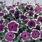 50 Seeds Pelleted Candypops Blue Picotee Pelleted Petunia (Seeds)