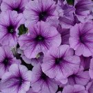 50 Seeds Petunia Seeds Candypops Blueberry Pelleted (Seeds)
