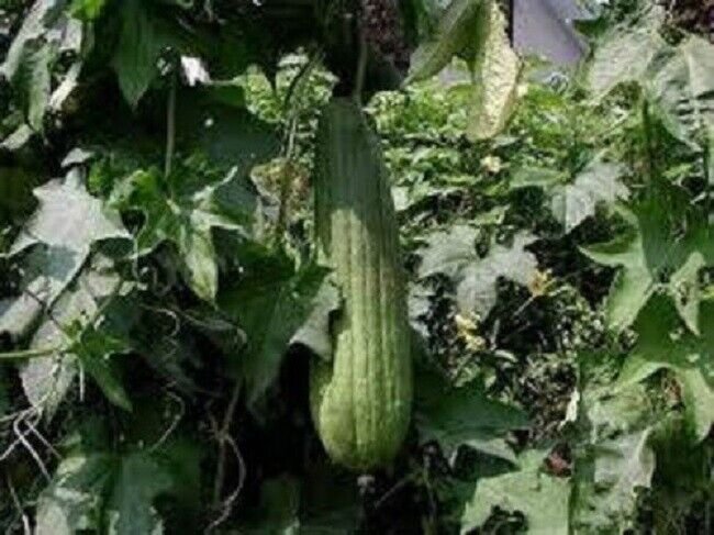 50 Seeds Gourd Seeds Luffa Sponge (Seeds)