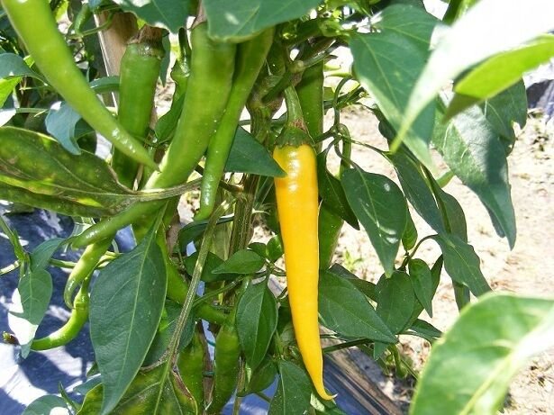 25 Seeds Golden Cayenne Pepper (Seeds)