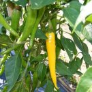 25 Seeds Golden Cayenne Pepper (Seeds)
