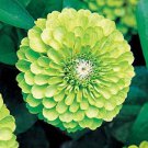 50 Seeds Zinnia Seeds Higro Lime Flower Flower (Seeds)