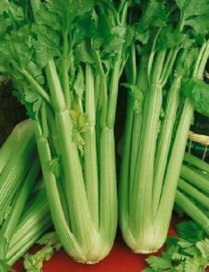 3,000 Seeds Celery Seeds Utah 52-70 (Seeds)