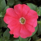 25 Seeds Petunia Seeds Petunia Explorer Coral Pelleted (Seeds)
