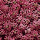 100 Seeds Alyssum Seeds Wonderland Deep Rose Ground Cover (Seeds)