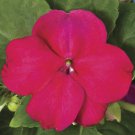 50 Seeds Impatiens Seeds Accent Burgundy Impatiens (Seeds)