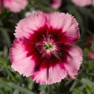 50 Seeds Pelleted Dianthus Seeds Venti Parfait Crimson Eye (Seeds)