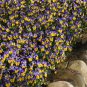 50 Seeds Viola Seeds Viola Quicktime Yellow Blue Jump Up (Seeds)