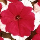 50 Seeds Pelleted Dreams Red Picotee Petunia Seeds Flower (Seeds)