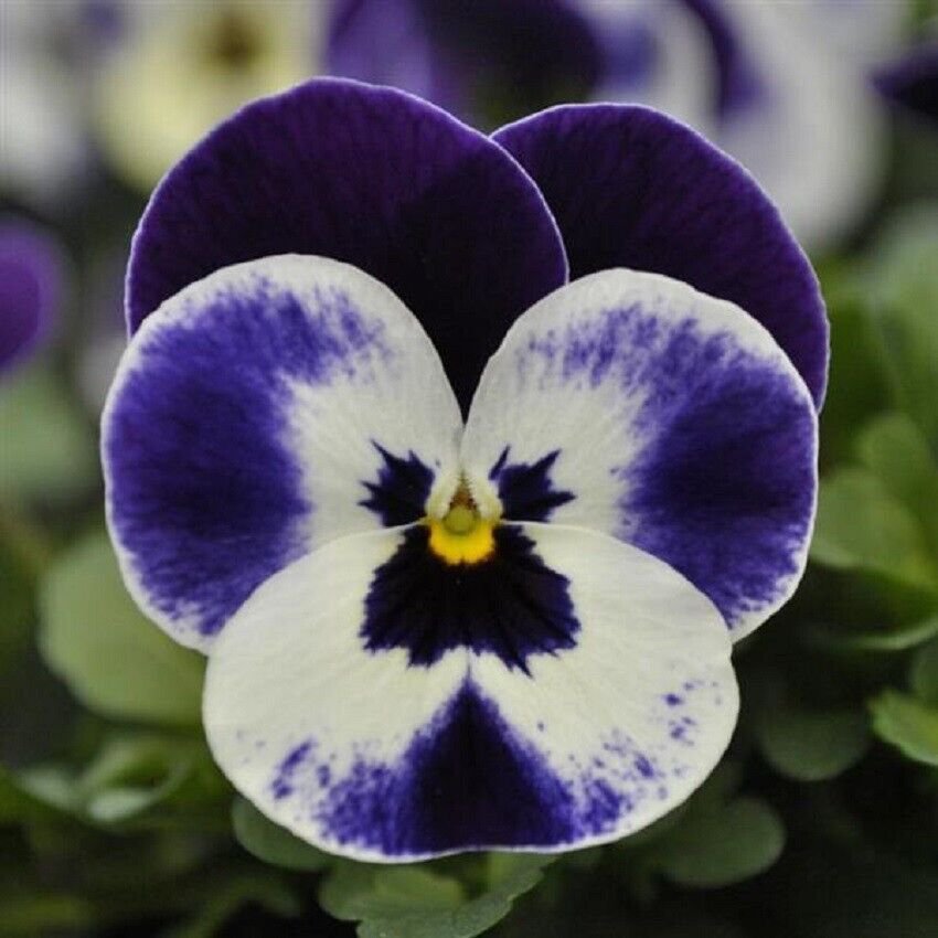 50 Seeds Viola Seeds Viola Quicktime Mickey Flower (Seeds)