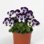 50 Seeds Viola Seeds Viola Quicktime Mickey Flower (Seeds)