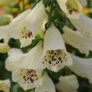 50 Seeds Digitalis Seeds Dalmatian Creme Pelleted Seeds Foxglove (Seeds)